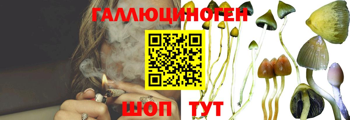 Сланцы  Галлюциногенные грибы Psilocybine cubensis  Вход с VPN 